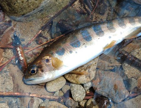 渓流ルアーシーズン開幕 ～長良川水系～